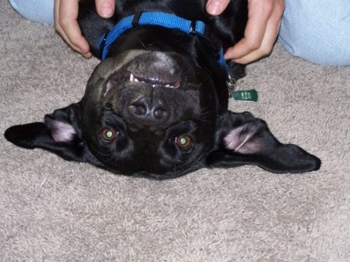 454354563 10228720357606657 7086548141597625671 n 1068578227527 (1)