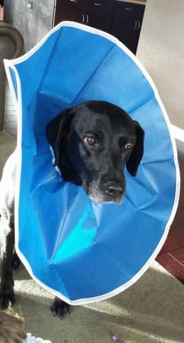 466519150 10229909036762893 5521118283991209984 n 10206040369421127 (1)