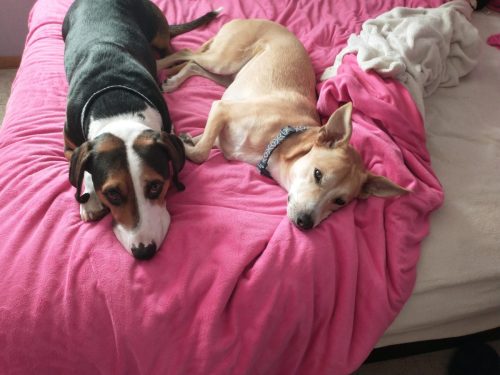 IMG 20221210 081630406 (1)